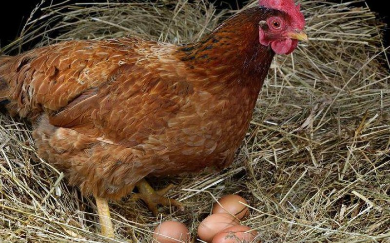 Chìa Khóa Niềm Tin - Chuyện Mất Ổ Trứng Gà