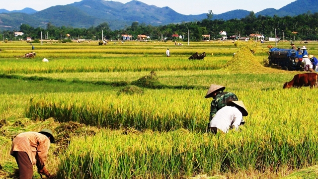 canh tác lúa ở quảng bình